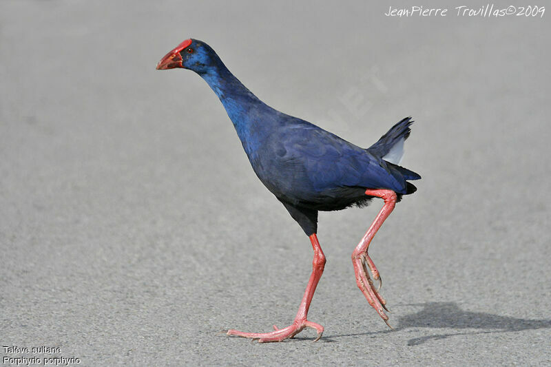 Western Swamphen