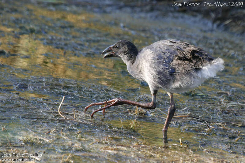 Western Swamphenjuvenile, identification