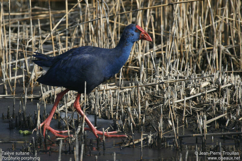 Western Swamphen