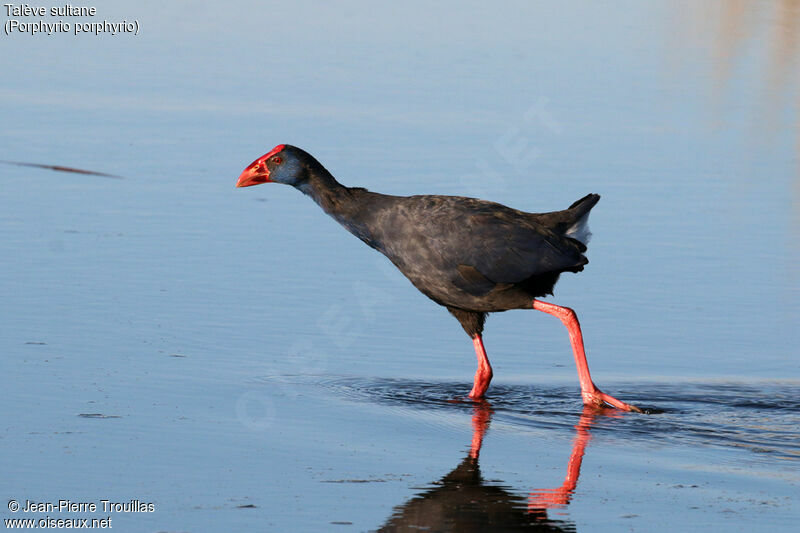 Western Swamphen