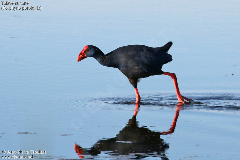 Western Swamphen