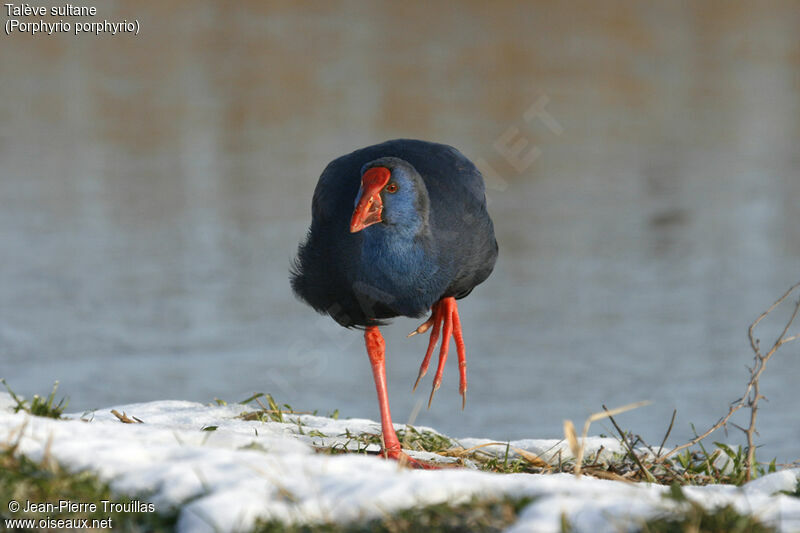 Western Swamphen