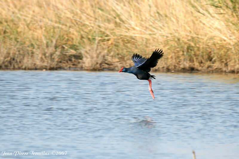 Western Swamphenadult