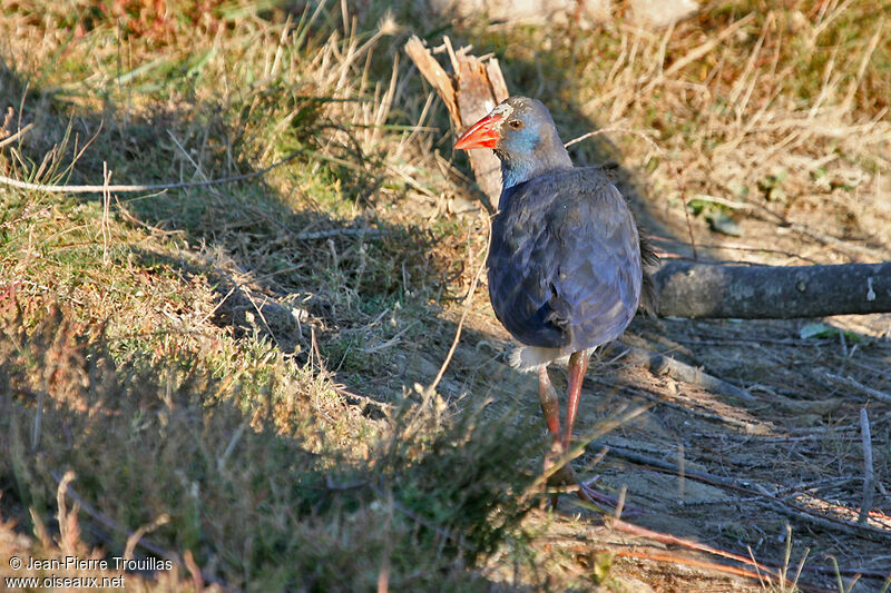 Western Swamphen