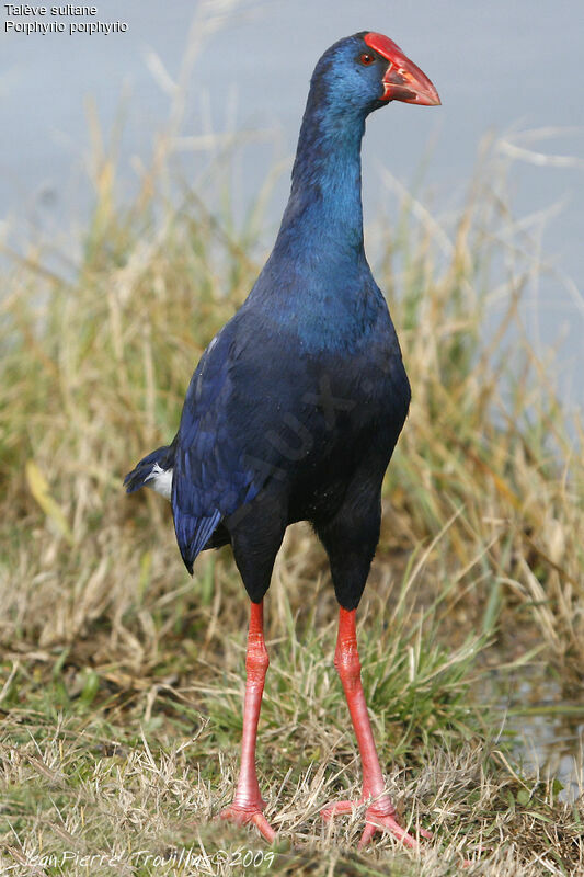 Western Swamphen