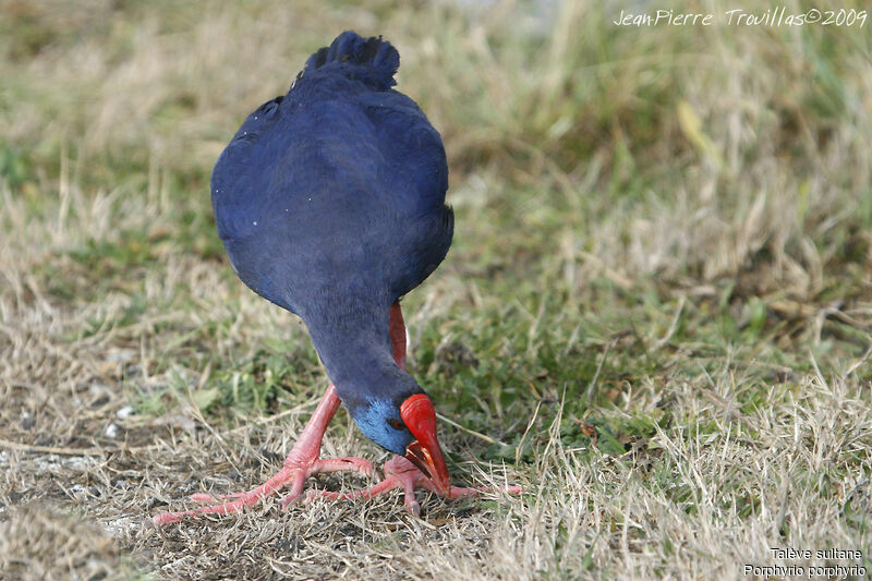 Western Swamphen