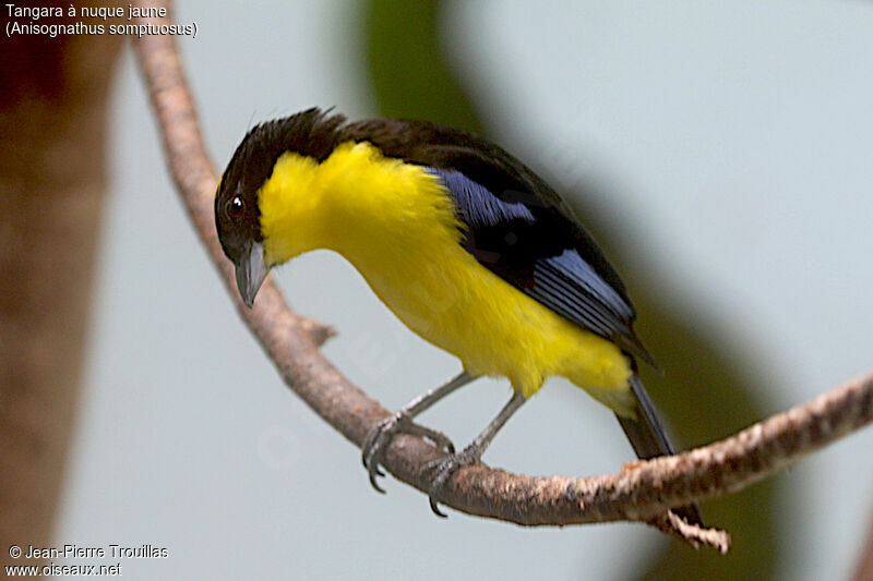 Blue-winged Mountain Tanager