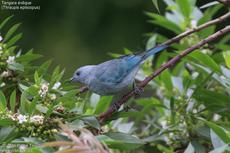 Blue-grey Tanager