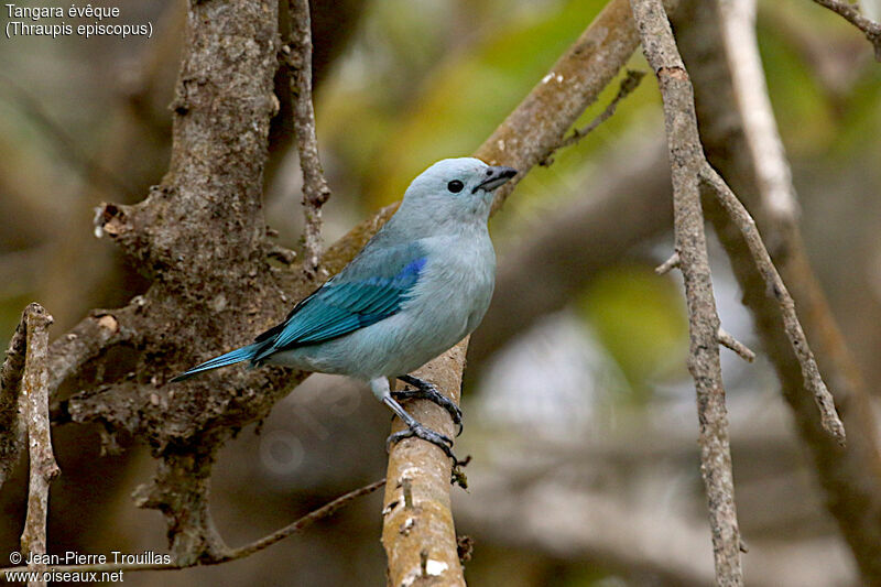 Blue-grey Tanager