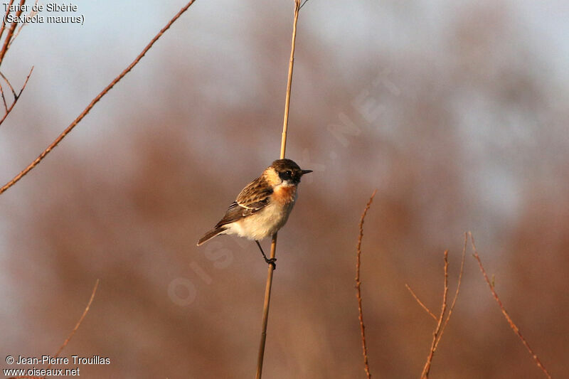 Siberian Stonechat male Second year