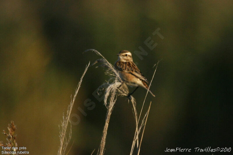 Whinchat