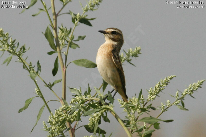 Whinchat