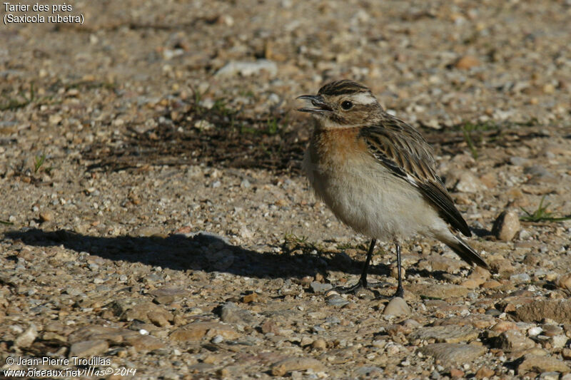 Whinchat