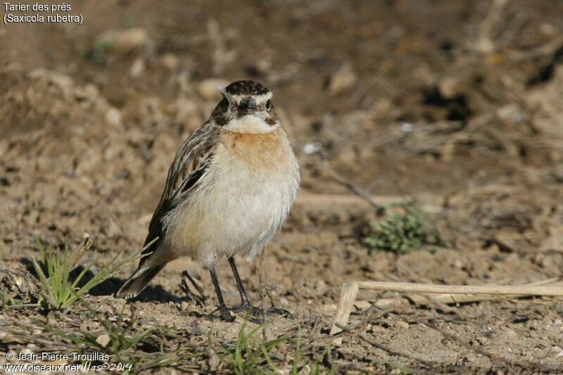 Whinchat