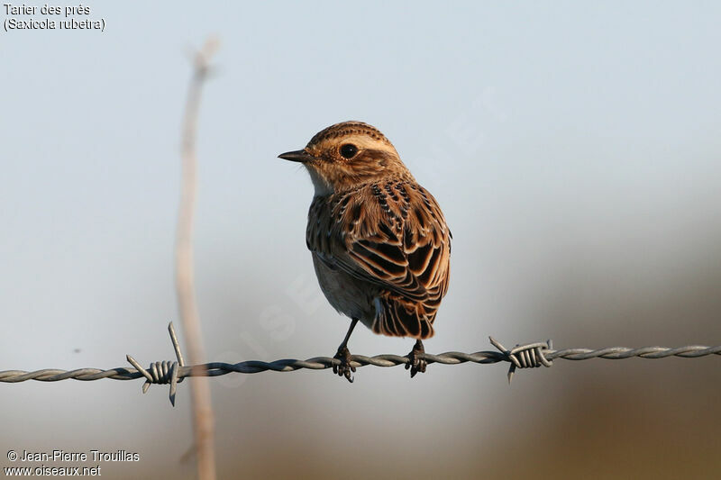 Whinchat