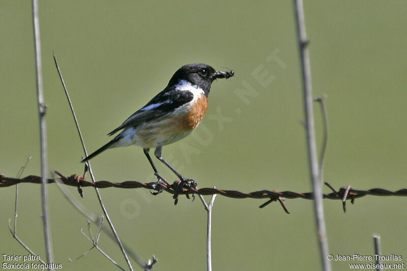 European Stonechat male