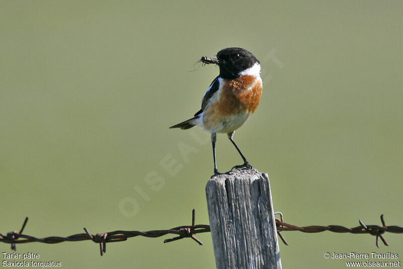 European Stonechat male