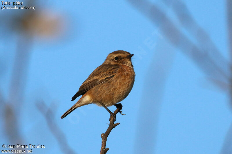 European Stonechat