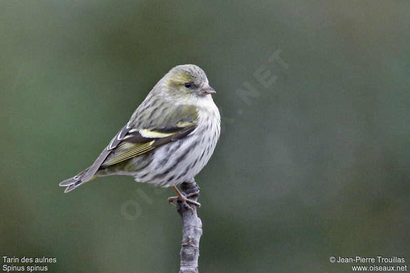 Eurasian Siskin female