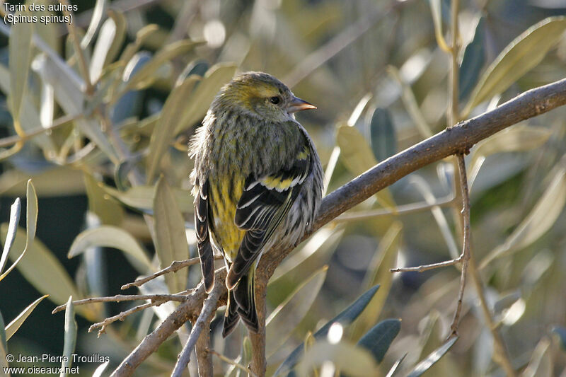 Eurasian Siskin