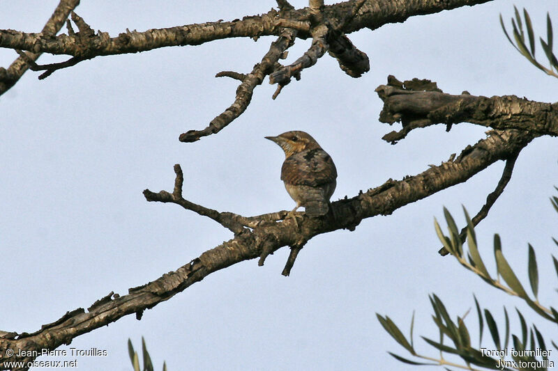 Eurasian Wryneck