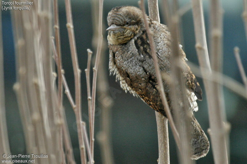 Eurasian Wryneck