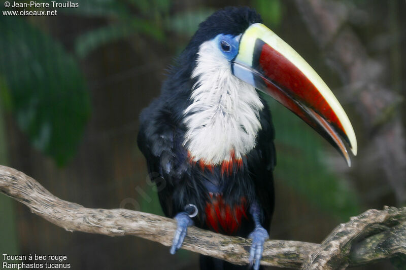 White-throated Toucan