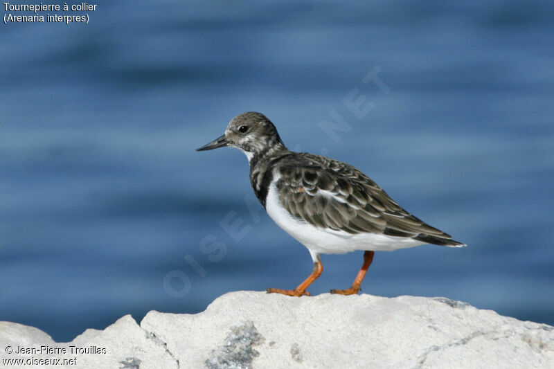 Ruddy Turnstone