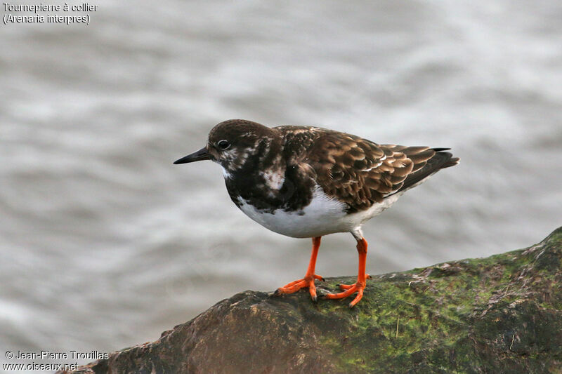 Ruddy Turnstone