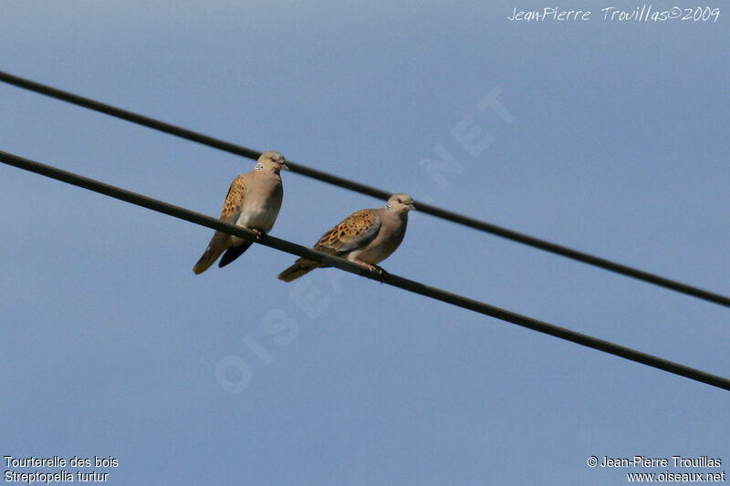 European Turtle Dove