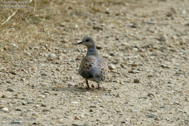 European Turtle Dove