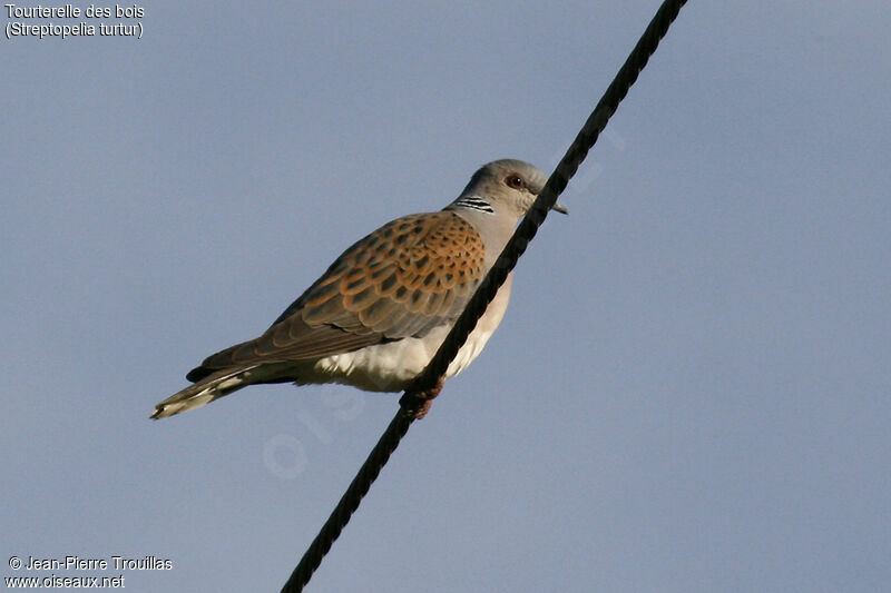 European Turtle Dove