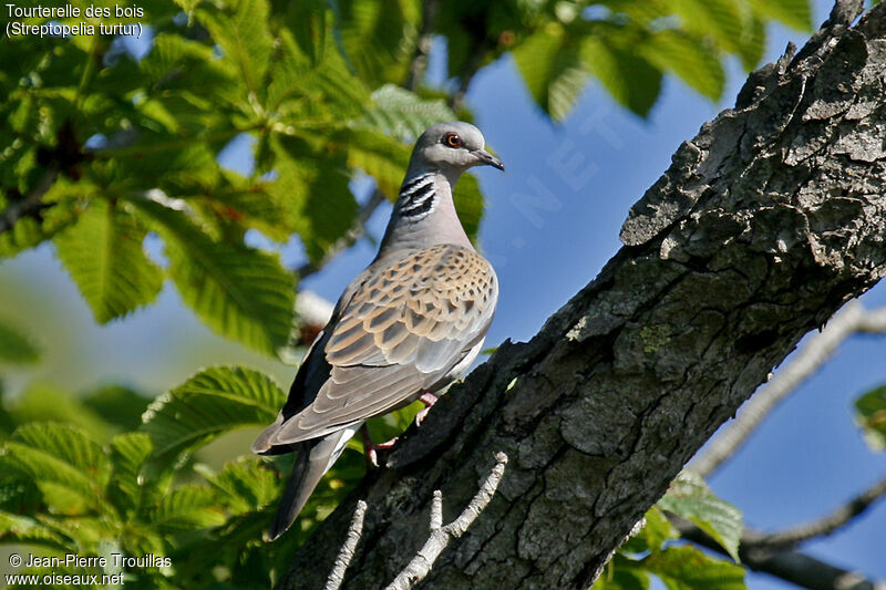 Tourterelle des bois