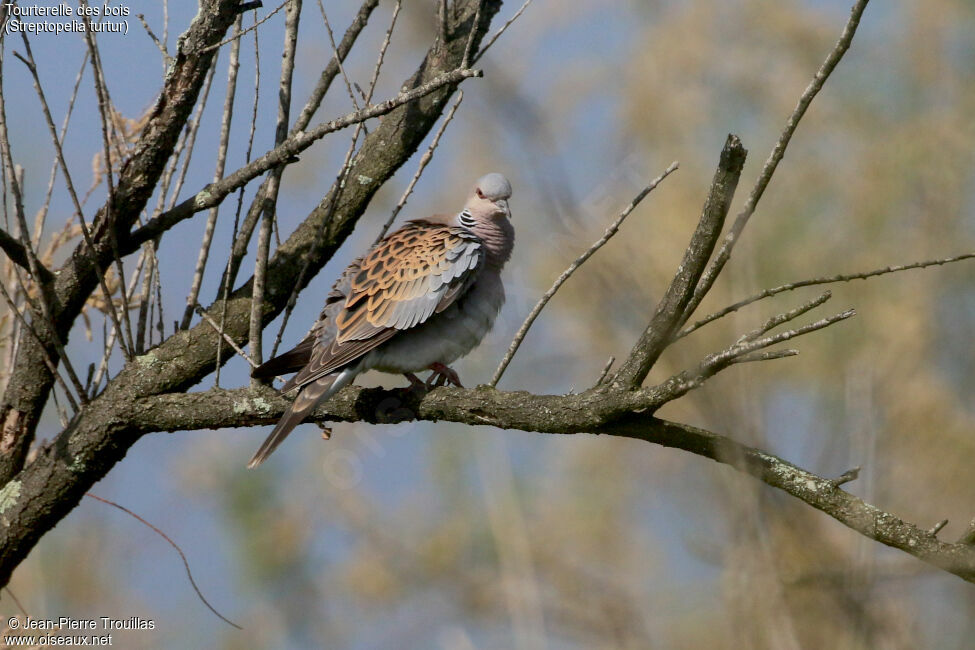 Tourterelle des bois