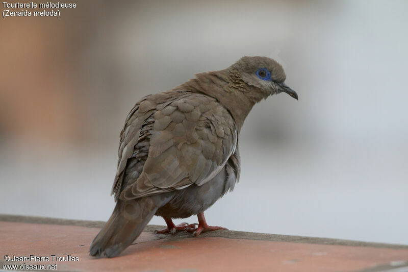 West Peruvian Dove