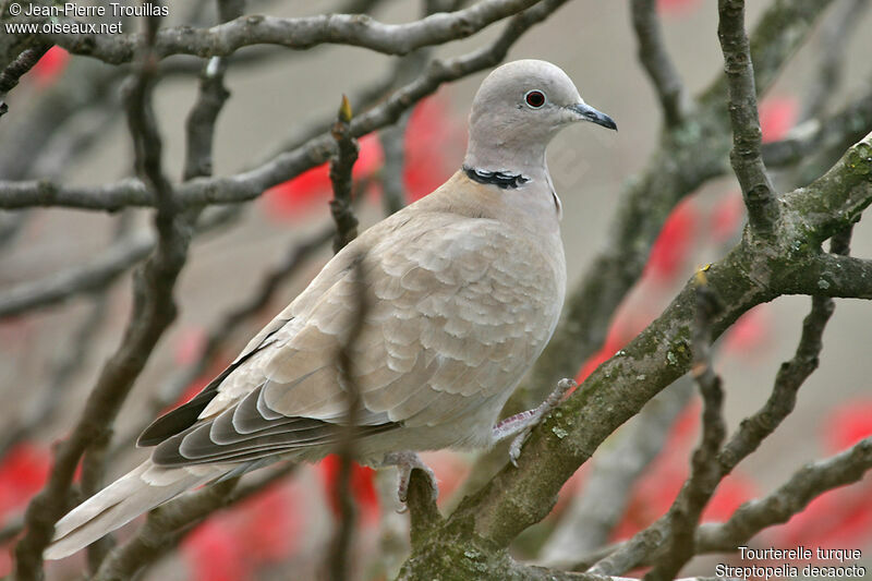 Eurasian Collared Dove