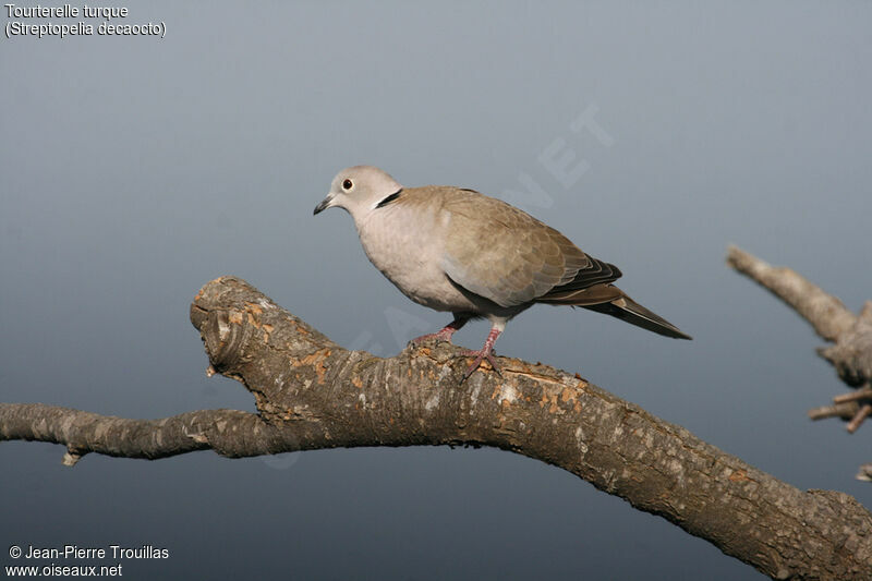 Eurasian Collared Dove