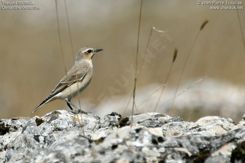 Northern Wheatear