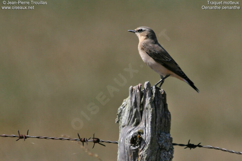 Northern Wheatear