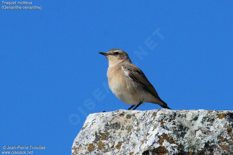 Northern Wheatear