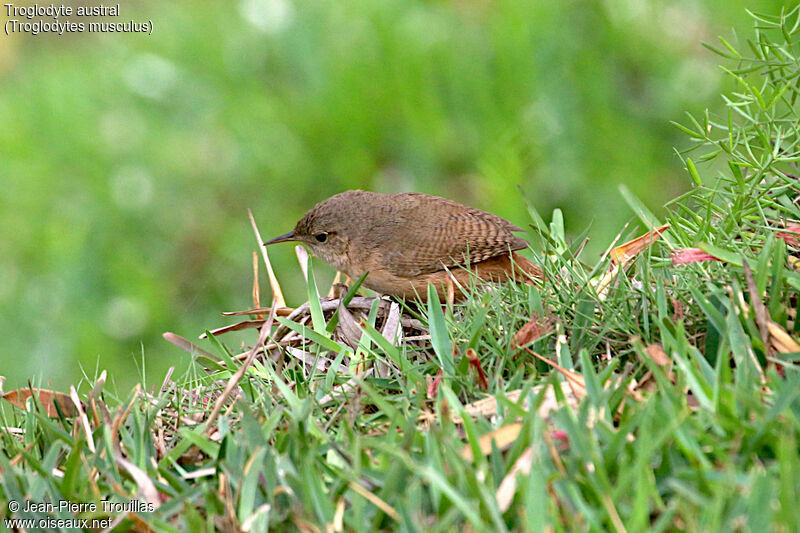 Southern House Wren