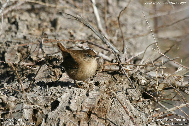 Eurasian Wren