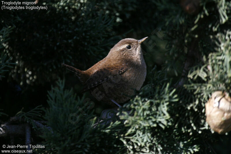 Troglodyte mignon