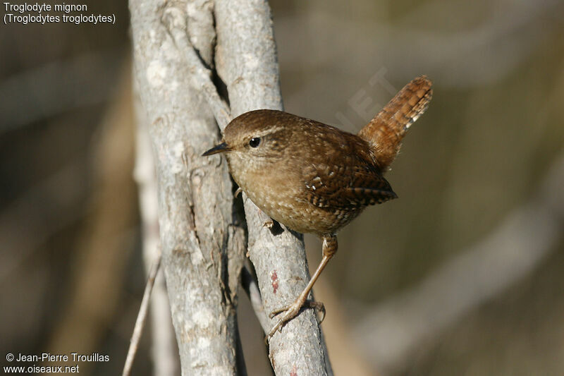 Eurasian Wren