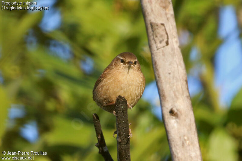 Eurasian Wren