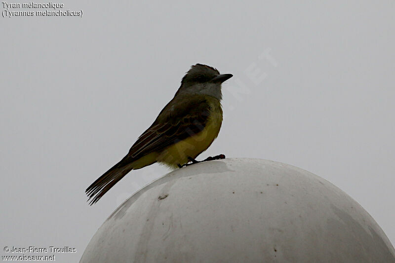 Tropical Kingbird