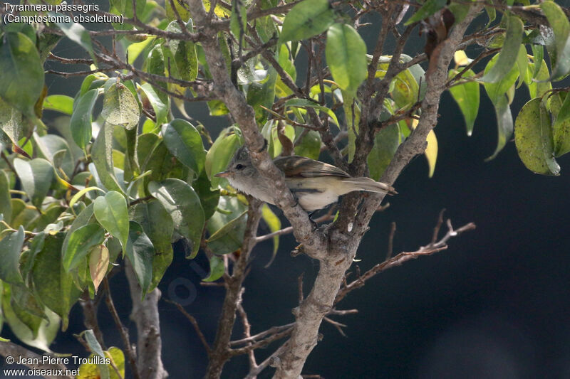 Southern Beardless Tyrannulet