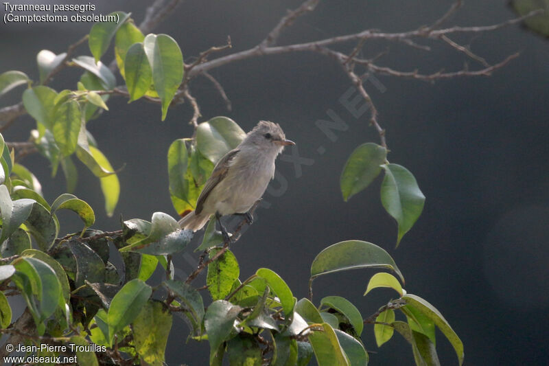 Southern Beardless Tyrannulet