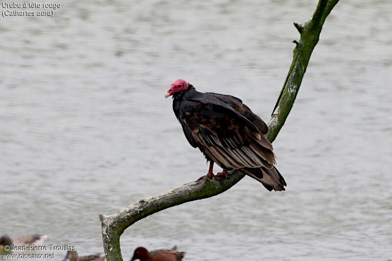 Urubu à tête rouge