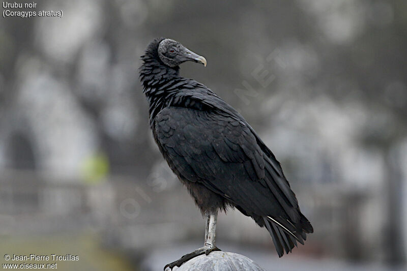 Black Vulture